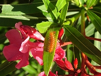 Almost a Butterfly